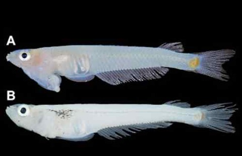 【画像あり】ベトナムで頭が生殖器になっている新種の魚が発見されるｗｗｗｗｗｗｗ