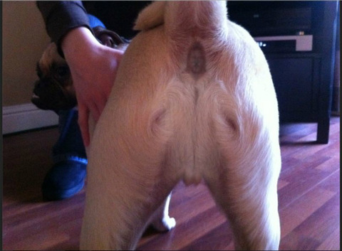 【画像あり】 犬の肛門にイエス・キリストが現れる！海外ネットユーザー「奇跡だ！」ｗｗｗｗｗｗ